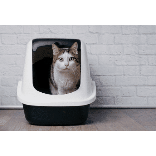 ห้องน้ำแมว