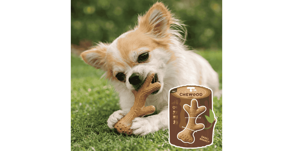 A Chihuahua chewing on a brunch toy