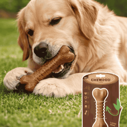 A Golden Retriever chewing on a bone toy size L