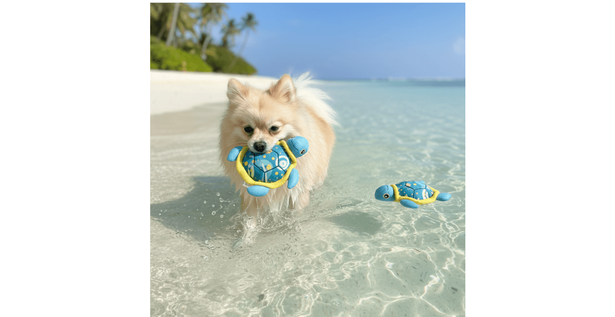 A Pomeranian Retriever is playing with Dr.Choice Dog Toy Flotable in the sae A Pomeranian Retriever is playing with Dr.Choice Dog Toy