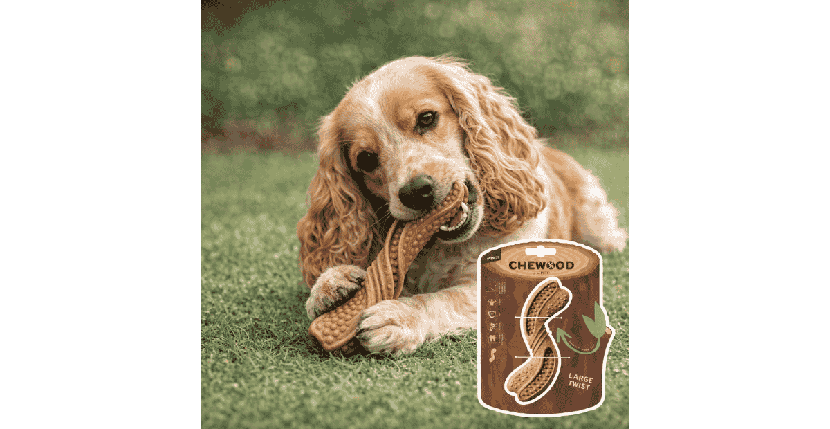 An English Cocker Spaniel chewing on a twist toy